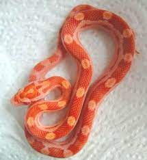 Hypo Amel Motley Corn Snake Cyrielle Guillemin Amel Corn Cornsnake Cyrielle Guillemin Corn Snake Snake Motley