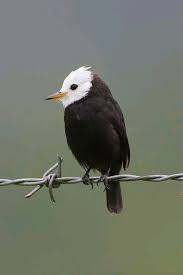 Bird On A Wire Movie Vancouver White Headed Marsh Tyrant Wild Birds Nature Birds Bird