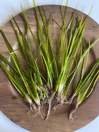Image result for Vallisneria