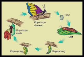 20 Gambar Kartun Metamorfosis Kupu Kupu Daur Hidup Kupu Kupu Siklus Urutan Gambar Cara Berkembang 15 Hewan Yang Mengalami Metamor Kartun Gambar Kartun Hewan