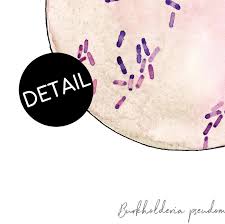 Image result for Pseudoeriosema