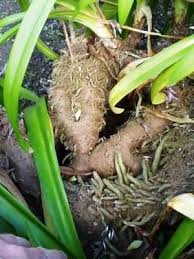 Pin On G Bulbs Tubers Rhizomes
