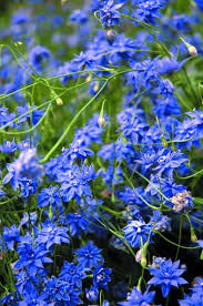 It is also found in south america, australia, new zealand and southern europe. Native Bluebell Wahlenbergia Stricta Blue Mist