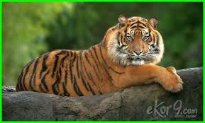 20 Flora Dan Fauna Langka Asli Indonesia Beserta Penjelasannya Dunia Fauna Hewan Binatang Tumbuhan Hewan Langka Hewan Binatang