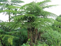 Image result for Cyathea thomsonii