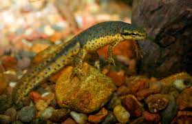 Eastern Newt - Wikipedia