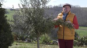 Comment planter et entretenir un olivier en pot ? Comment Tailler Un Olivier Youtube