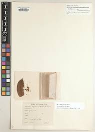 Image result for Xylopia collina