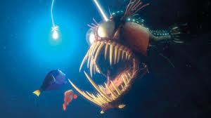 Warum Tiefsee Anglerfische So Schon Leuchten Br24