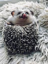 35 Pictures Of The Cutest Hedgehog You Will See Today Cutesypooh Cute Hedgehog Hedgehog Pet Cute Animals