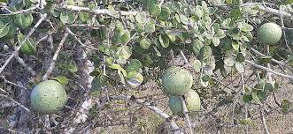 Image result for Landolphia villosa