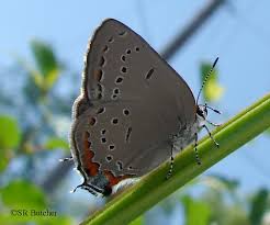 Image result for Satyrium buchananii