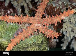 Image result for Gomphia