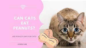 How much peanut butter should my cat eat? Can Cats Eat Peanuts Are Peanuts Safe For Cats Why Is It