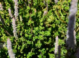 Image result for Coleus cylindraceus