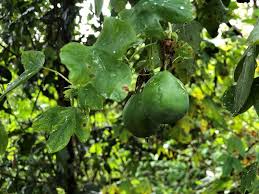 Image result for Passiflora subpeltata