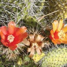 Category:cactus gardens (en) categoría de wikimedia (es); Pdf Cactus Succulent And Pachycaul Flora Of Mona Island