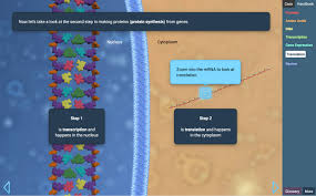 Rna and protein synthesis answer key gizmo bing. Protein Synthesis Stem Case Lesson Info Explorelearning