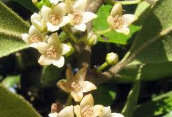 Image result for Euclea natalensis