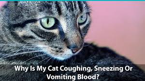 An occasional sneeze isn't a symptom of a serious problem, but constant sneezing (especially when accompanied by nasal discharge and lethargy or lack of appetite) could be a sign of an illness. What To Do If Your Cat Is Sneezing Coughing Up Or Vomiting Blood