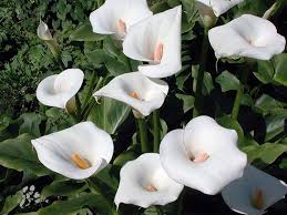 Cvety Kalla Posadka I Uhod V Otkrytom Grunte Posadka I Uhod Na Svoem Uchastke Foto I Video Rekomendacii Istoriya Calla Lily Bulbs Lily Plants Zantedeschia