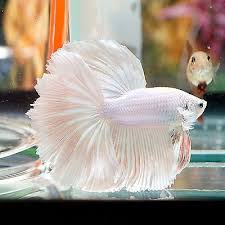 Pin On Aquariums Terrariums
