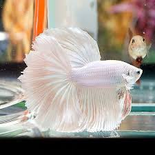 Close up of white platinum betta fish or siamese fighting fish. Live Betta Fish Male Fancy Light Pink Platinum Halfmoon Hm Betta Fish Betta Fish Tank Plants