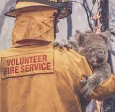 A thirsty koala bear approached a cyclist in adelaide, desperate in an interview with the australian broadcasting corporation, ms ley said 30 per cent of koala habitat had been destroyed in the region. Mona El Yadini Monaelyadini Profile Pinterest