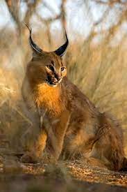 Dewald Van Breda Dewaldvb - Profile Pinterest