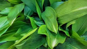 Image result for Kořenokvětka Aspidistra