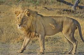 May 05, 2017 · african safari animals list 1. African Safari Animals Where To Find Them In 2021 Infographic