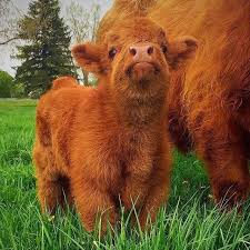 Highland Cow Calf Cute Baby Cow Fluffy Cows Fluffy Animals