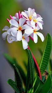 Pin By Krishna Mukhia On Virag Kulonlegessegek Plumeria Flowers Beautiful Flowers Amazing Flowers