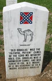 They are available for events, and also offer a 3 day camel ride in the big bend area. Douglas The Camel Wikipedia