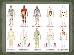 Está constituido por el órgano más grande del cuerpo humano: Sistemas Del Cuerpo Humano