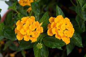 Lantana Pictures National Garden Bureau Lantana Flower Catalogs Cottage Garden Plants