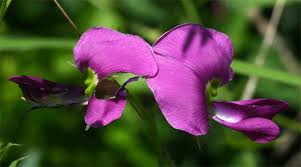 Image result for Otoptera