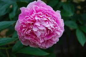Gabriella trujillo cuts a bouquet of peonies at her family's la resolana farm near pueblo may 30, 2021. Peony Growing Tips How To Care For Peonies