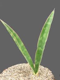 Image result for Sansevieria dawei