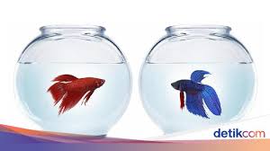 Penjelasan lengkap tentang jenis jenis ikan hias. Cupang Hias Vs Adu Mana Yang Lebih Baik Berantas Jentik Nyamuk