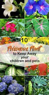 Pin On Best House Plants To Have