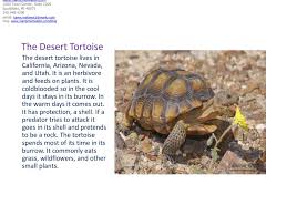 Learn how to forage and eat a cactus. Ppt The Desert And Its Amazing Features Powerpoint Presentation Free Download Id 2633628
