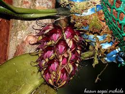 Image result for Bulbophyllum vulcanicum