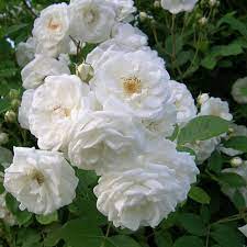 Check spelling or type a new query. Anak Pokok Mawar Rose Kampung Pokok Bunga Organik Shopee Malaysia