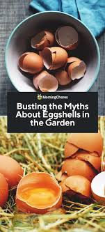 Egg shells are a great additive to increase the calcium content in the soil of your vegetable garden. Busting The Myths About Using Eggshells In The Garden