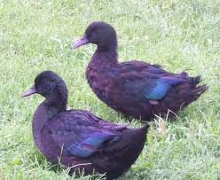Black And Yellow Duckling Breed Pin By Myriam Chaves Santos Cordeiro On Patinhos Duck And Ducklings Pet Ducks Duck Bird