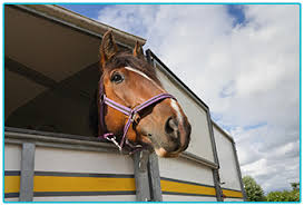 We did not find results for: 5 Horse Trailers You Need To Consider Hitching Up To Blog