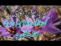 Grow Saffron At Home And Earn Money In Urdu Zafran Ghar Pe Kasht Karain Saffron Medical Problems Earn Money