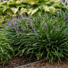 Any measurement below 7 indicates acid soil conditions, and anything above 7 indicates alkaline. Liriope Muscari Big Blue Walters Gardens Inc