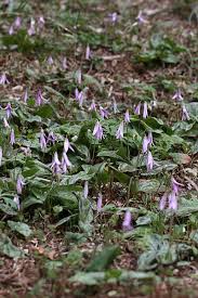 カタクリの花 千葉市昭和の森 何となく歩いた結果